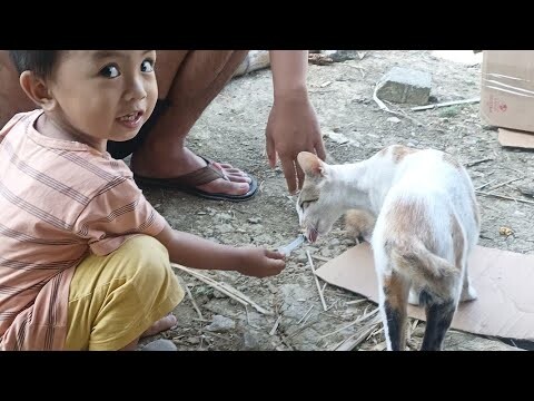 Dedek Memberi Makan Kucing-Dia Takut Tapi Diberanikan