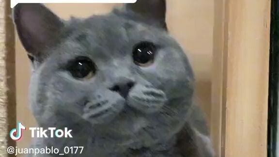 Find 'cat' on TikTok - TikTok Search_3