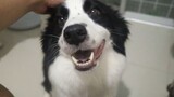 When A Border Collie Saw A Flock Of Sheep For The First Time