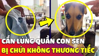 Lỡ cắn lủng 'CHIẾC QUẦN JEAN' của con Sen, chú Chó 'BỊ CHỬI' cho không kịp vuốt mặt 🤣 Gâu Đần