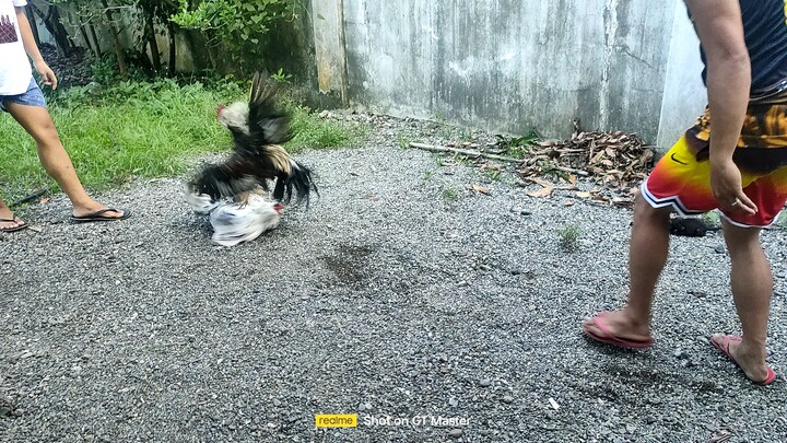 white dome vs hennie grey 6months old    my white dome