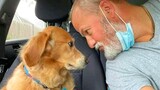 Moments that prove DOG is Human's CUTEST and NEAREST buddy - Funny Pet Reaction