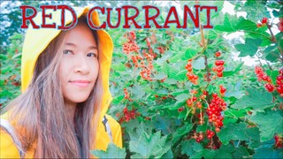 เก็บ red currant เรดเคอเรนท์ลูกแดงๆ เปรี้ยวจี๊ด ฝนตกก็เก็บได้