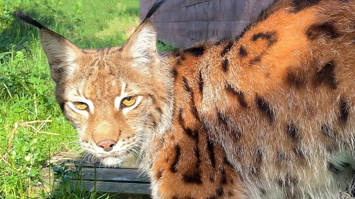 Binatang|Lynx Eurasia Super Tampan Berjalan-jalan