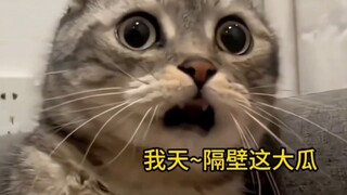 《震惊猫狗全系列》