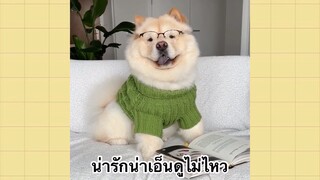 เพื่อนตัวน้อยแสนซน : น่ารักน่าเอ็นดูไม่ไหว