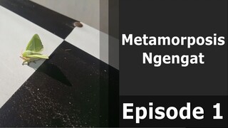 Proses Metamorfosis Ngengat Hijau