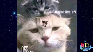 【每日一囧】揭秘当代女大学生枕头底下到底有什么？