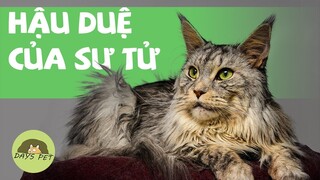 8 Sự Thật về Maine coon - loài mèo sư tử TO NHẤT thế giới  | DAYSPET