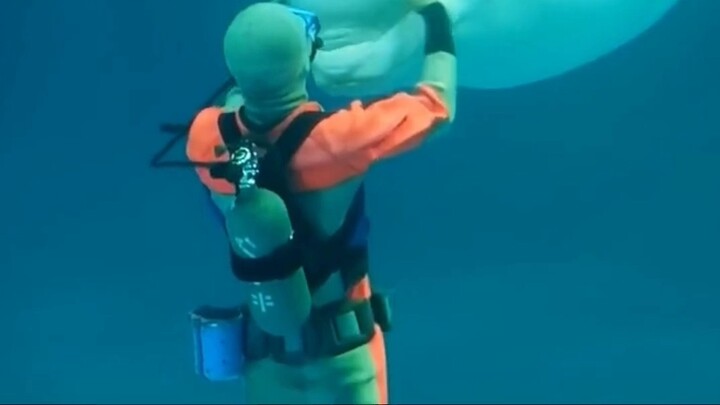 Đầu mềm của cá voi beluga có bị hư hại khi chơi đùa với nó không? Thật là gợi cảm! Bạn có biết tại s