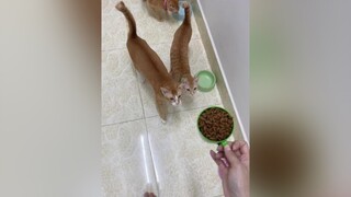 Ngày nào cũng dị 😂 mèo cats vitaminmèo