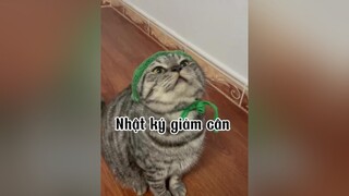 Từ 7kg giảm xuống còn 7,2kg 🙄🙄🙄 mèo cat  qua khiêng mèo zìa mèo cat