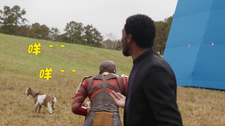 Funny tidbits from Marvel movies: Black Panther is interrupted by a sheep, and the heroes are in cha