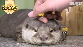 죽을 뻔 한 아기 수달을 살려줬더니 생긴 일 ㅣ What Happened After Rescuing A Nearly Dying Baby Otter Is..