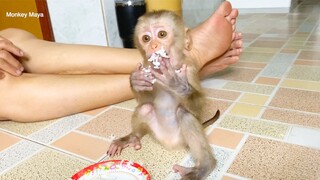 Amazing little Princes Maya Eat Much Rice And Water, Baby Monkey Maya Very Cute Sit Eating Rice