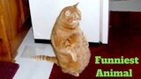 💥Ultimate Funniest Animal Viral😂💥of 2020 | Funny Animal Videos💥👌