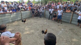 sabong