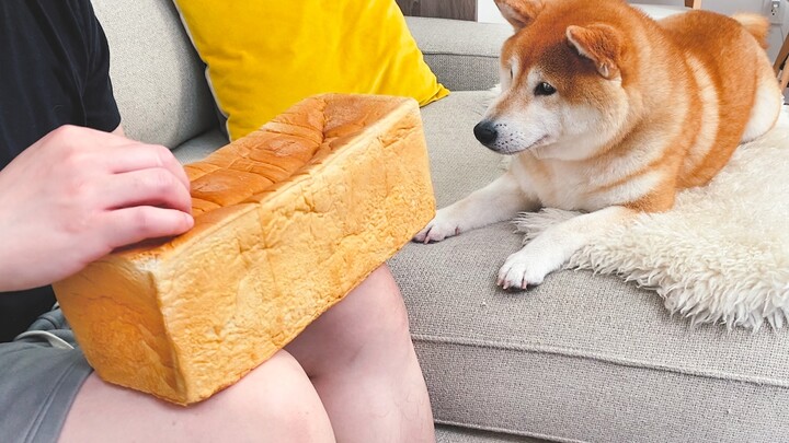 How will the dog react if you stroke the bread in front of the Shiba Inu?