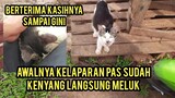 Subhanallah Kucing Liar Ini Langsung Meluk Setelah Di Kasih Makan..!