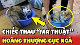 Chiếc THAU MA THUẬT có sức mạnh dụ dỗ loài Mèo chui vào 1 cách BÍ ẨN 😂 | Yêu Lu