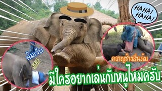 รวมคลิปฮ่าๆน่ารักช้างน้อย