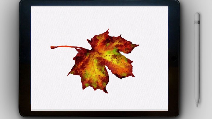 [Procreate Watercolor] Belajar menggambar daun maple di iPad dengan nol dasar