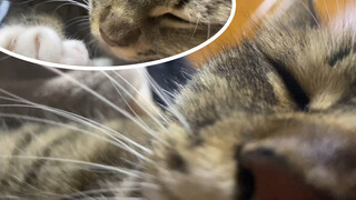 [สัตว์โลกน่ารัก] asmr เสียงครางของเจ้าแมวสลิด