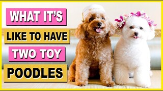 WHAT IT'S LIKE TO HAVE TOY POODLES| The Poodle Mom