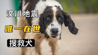 汶川地震，67只搜救犬只剩下它了