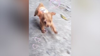 Chân ngắn ghét thật ấy...cunyeucuadua yeucho yeuchomeo cún cúncon chó chómèo chócon chókhôn yeuchomeo chócute pet dog dogsoftiktok