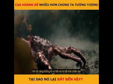 Review sao cua hoàng đế nhiều thế mà vẫn đắt nhỉ | Review Những Video Triệu View | Kênh Xàm TV