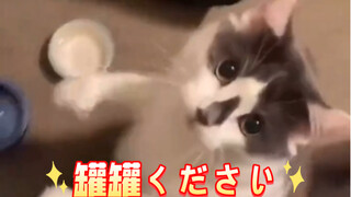 【 猫猫原声 】是日语