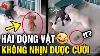 Tin 3 Phút Hài | Tổng hợp tình huống 'HÀI ĐỘNG VẬT' không cười không lấy tiền P11