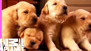 Growing Up Golden Golden Retriever Puppies Too Cute!