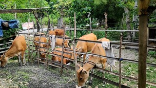 sapi makan kulit kacang ijo