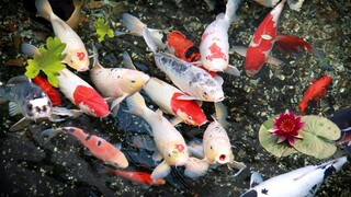 5 fakta unik tentang ikan koi