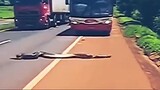 Giant Snake crossed a highway