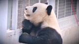 【Panda Meng Lan】Lean on Hand, My Girly Heart