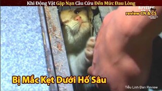 Mèo Con Khóc Lóc Cầu Cứu Vì Bị Mắc Kẹt Dưới Hố Sâu 10m || Review Con Người Và Cuộc Sống