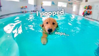 The Dog Swimming in a Pool | Anjing Berenang