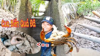 THEO CHÂN ANH BẢY NÚI VÀO RỪNG BẮT CUA | BẮT CUA BIỂN CÙNG Hếu Lãng Tử Vlog | HIEU TV