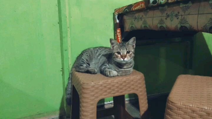 kucing gemoy