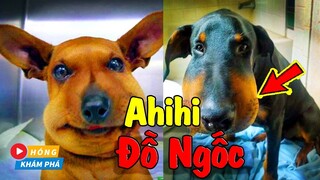 Top 10 dòng chó ngu ngốc nhất quả đất, nuôi chỉ tốn cơm  -  Hóng Khám Phá