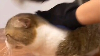 猫：你TM这是撸猫？