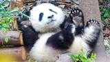 A fresh ball of cotton sprawled asleep~ Big panda He Hua