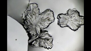 Sugar Crystal Formation Under the Microscope - Timelapse + Still Images