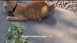 Serumah mabok catnip lokal🤣