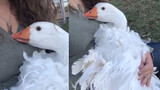 After the Trouble-Making Goose Was Attacked by Chickens