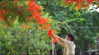 Thưởng Thức Bánh Làm Từ Hoa Phượng