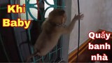 Khỉ Baby Của Sư Phụ Săn Bắt Ẩm Thực Vùng Cao | Quậy Tung Nhà Trần Thạch Vlog Ỉa Khắp Nơi